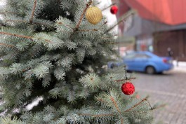 В Калининграде выбрали места для пересадки новогодних елей из кадок 