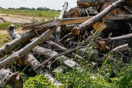 Для реконструкции участка аллеи Смелых в Калининграде планируют вырубить 484 дерева