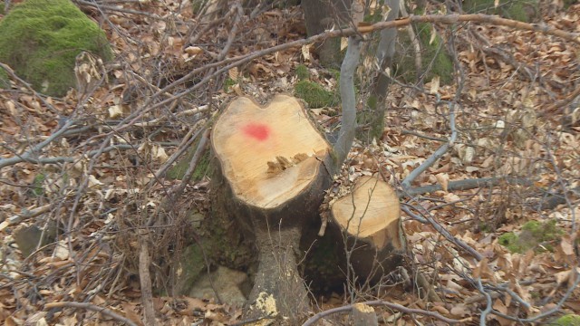 В Славском округе незаконно вырубили лес на 8,6 млн рублей