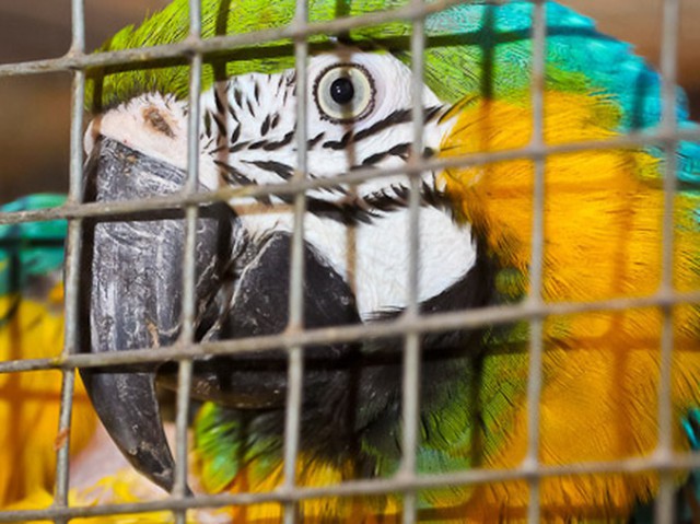 В калининградском зоопарке составили карту перемещений сбежавшего попугая