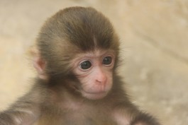 У японских макак в калининградском зоопарке родился детёныш