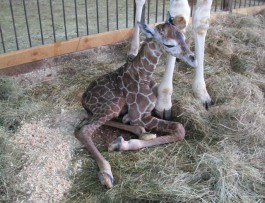 У жирафов Меру и Ивы в калининградском зоопарке родился детёныш