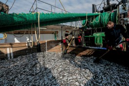 Квоты на вылов рыбы в море и заливах Калининградской области за 2023 год освоили на 78,4%