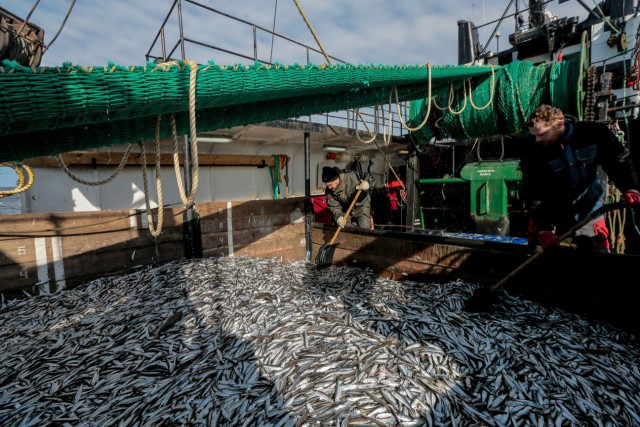 Квоты на вылов рыбы в море и заливах Калининградской области за 2023 год освоили на 78,4%