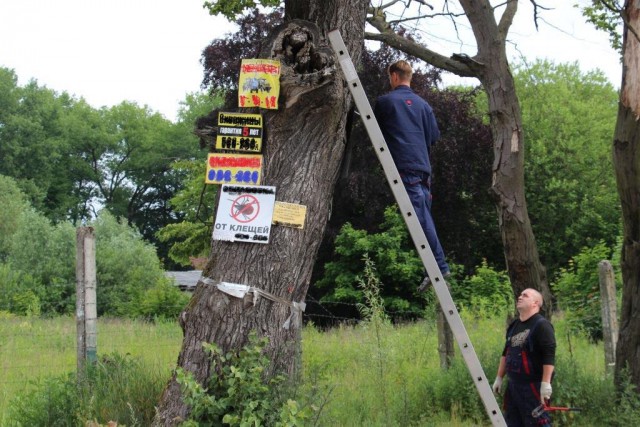 В Калининграде более 100 деревьев очистили от незаконной рекламы