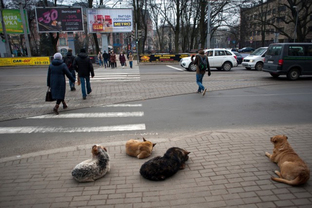 Собачьи своры на проезжей части в центре Калининграда