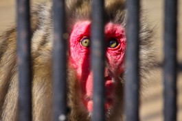 Gazeta Wyborcza: Калининградцы перестали посещать гданьский зоопарк