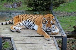 В калининградском зоопарке под наркозом обследовали пожилых медведицу и тигра (фото)