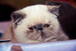 В Калининграде у любительницы кошек украли сумку с кошельком