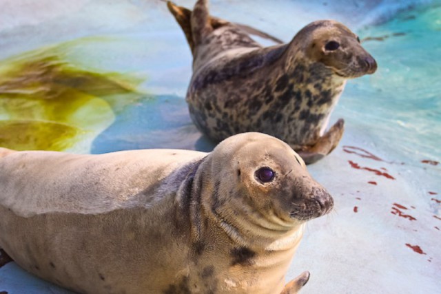 Морской музей Клайпеды хочет открыть центр помощи раненным в Балтике тюленям