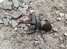 «Грозный, но безопасный»: в Калининградской области обнаружили краснокнижного жука-оленя