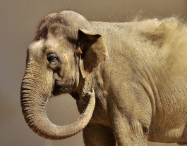 «Ценное удобрение»: зоопарк предложил калининградцам фекалии слона