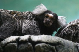 У карликовых обезьян в калининградском зоопарке родились два детёныша