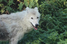 В калининградский зоопарк привезли арктическую волчицу  (фото)