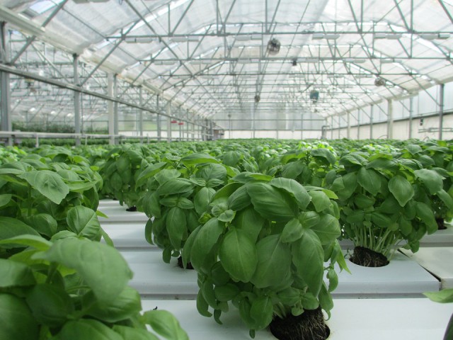В новом тепличном комплексе под Гвардейском будут выращивать салат, базилик, петрушку и укроп