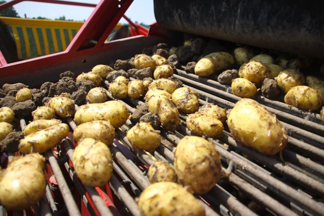  «Двойная накрутка»: сколько на самом деле стоит фермерский картофель в регионе (фото)