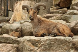 В калининградском зоопарке родились краснокнижные козлы и туры (фото)