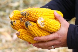 В Калининградской области не освоили почти половину «кукурузного плана»
