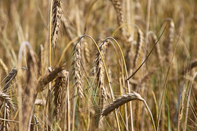 Немецкий агрохолдинг планирует выращивать пшеницу в Калининградской области
