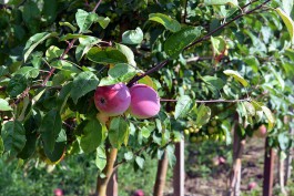 В Зеленоградском округе разобьют яблоневый сад на месте зарослей боярышника