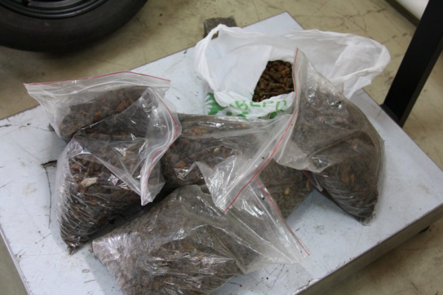 Житель Калининградской области пытался провезти через границу более 10 кг янтаря-сырца (фото)