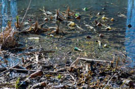 Садовые общества в Калининградской области проверят на загрязнение водоёмов