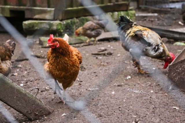 В Калининградскую область не пустили 54 тонны курицы из Бразилии