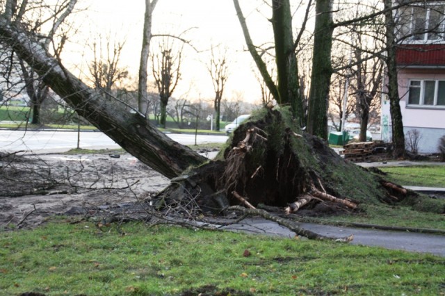 В Калининграде ветром повалило четыре дерева и погнуло дорожный знак