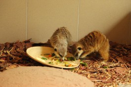 «Питаются фруктами, овощами и мышками»: в калининградском зоопарке показали сурикатов