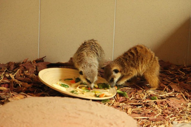«Питаются фруктами, овощами и мышками»: в калининградском зоопарке показали сурикатов