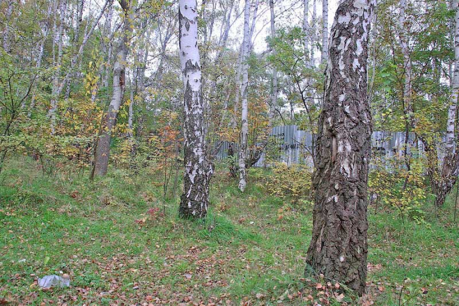 В 2011 году в Калининградской области высадят более 520 га леса