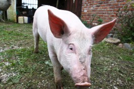 Вспышку АЧС выявили на крупном свиноводческом предприятии Калининградской области