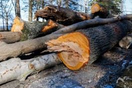 Прокуратура: В калининградских лесах незаконно вырубили деревья на 8 млн рублей