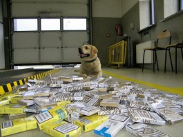 Служебная собака в Голдапе нашла 636 пачек сигарет в топливном баке автомобиля