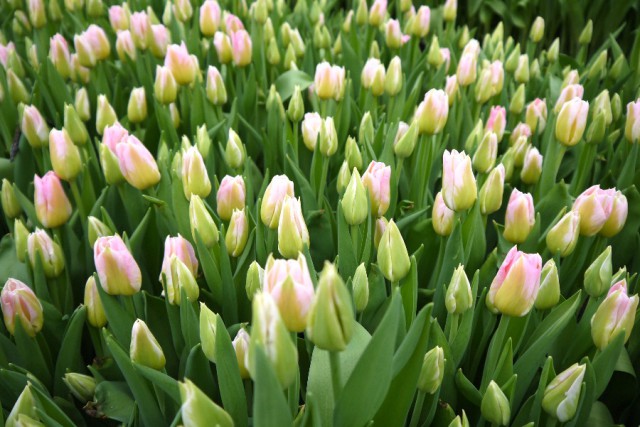 К 8 Марта в Багратионовском округе вырастили 200 тысяч тюльпанов (фото)