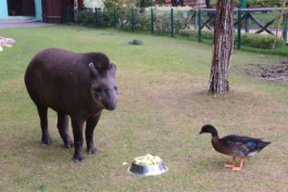 В зоопарке Нижнего Новгорода калининградский тапир подружился с уткой-мулардом (фото)