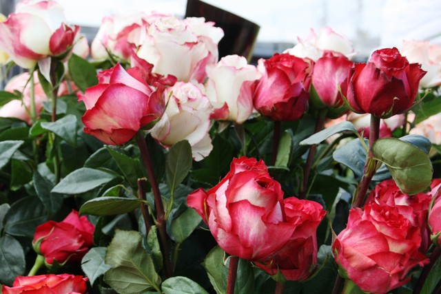 В Калининградскую область привезли заражённые розы из Кении