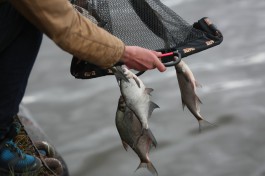 «Вдоль дна»: в Калининграде прошёл турнир по рыбной ловле (фото)