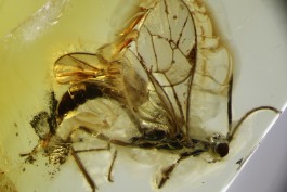 В Калининграде учёный обнаружил в янтаре новый вид древней осы