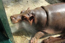 В калининградском зоопарке бегемотов поливают из шланга, спасая от жары (видео)