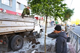 «Деревья вместо парковки»: в центре Калининграда посадили акации (фото)