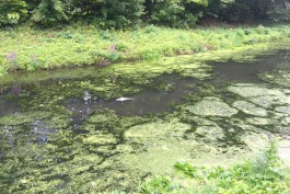 Мэрия: Из-за канализационных стоков в Литовском ручье массово гибнет рыба (фото)