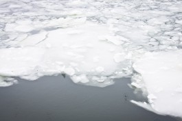 Под лёд Калининградского залива провалился рыбак