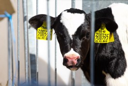 «Менеджмент стада»: в Полесском районе открыли новый молочный комплекс на 2400 коров 