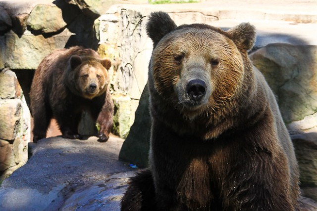Медведей из Калининградского зоопарка переселят в другой вольер (видео)