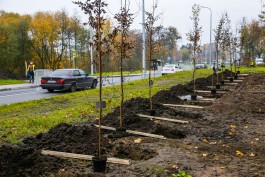 В октябре на Верхнем озере и семи улицах Калининграда высадят более 350 деревьев и кустарников