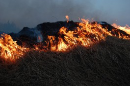 За сутки в Калининградской области зафиксировали семь палов травы