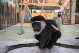 «Не только обезьяны»: в зоопарке открылся «тропический дом» (фото)