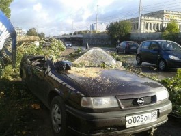 Во время шторма в Калининграде от упавших деревьев пострадало 13 автомобилей (фото, видео)