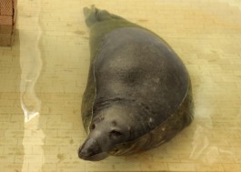 В калининградский зоопарк привезли 21-летнего тюленя из Каунаса